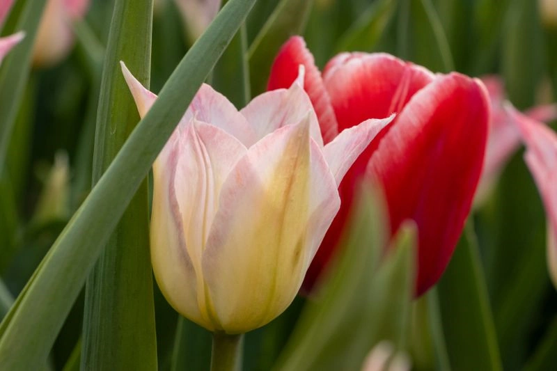 bulle financière de la tulipomanie